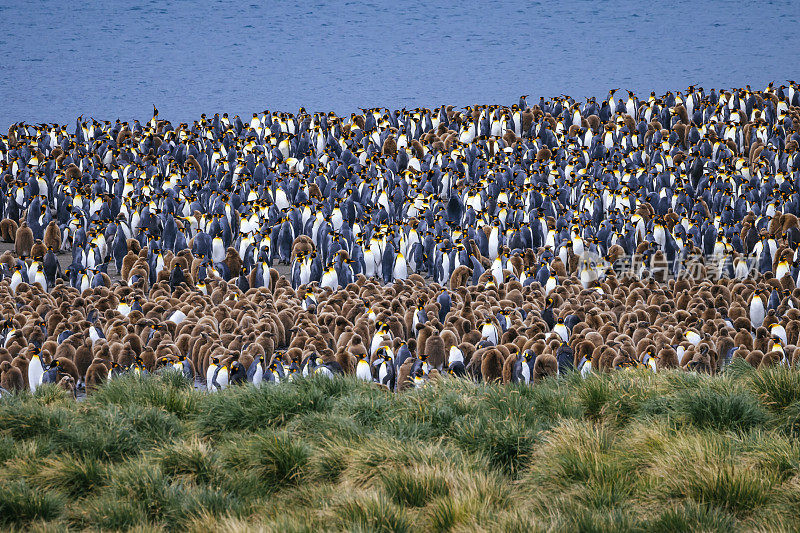 国王企鹅(Aptenodytes patagonicus)，金港，南乔治亚岛